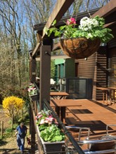 Hanging Baskets