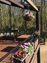 Hanging Baskets